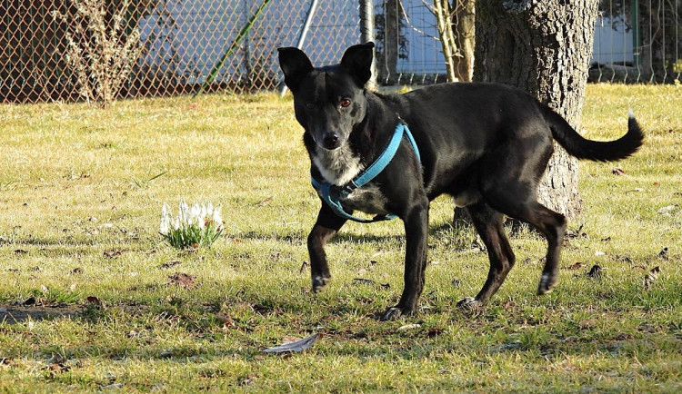 Jsem malý, ale šikovný