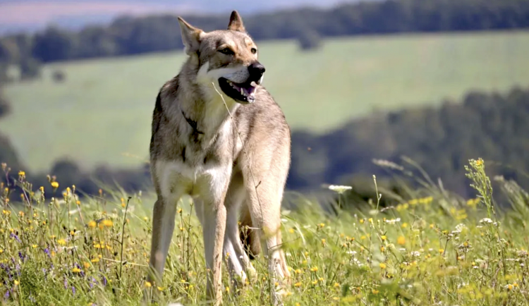 Saarloosův vlčák - málo známé plemeno s povahou vlka a srdcem věrného přítele