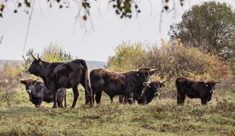 Na Náchodsko se zřejmě letos v září převezou po několika odkladech pratuři z Milovic