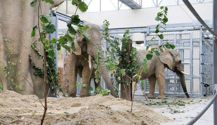 Dvorská zoo se rozroste o třetí slonici. Z Vídně by měla dorazit během zítřka