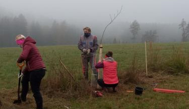 V Trutnově vysázeli 19 stromů a více než sto keřů