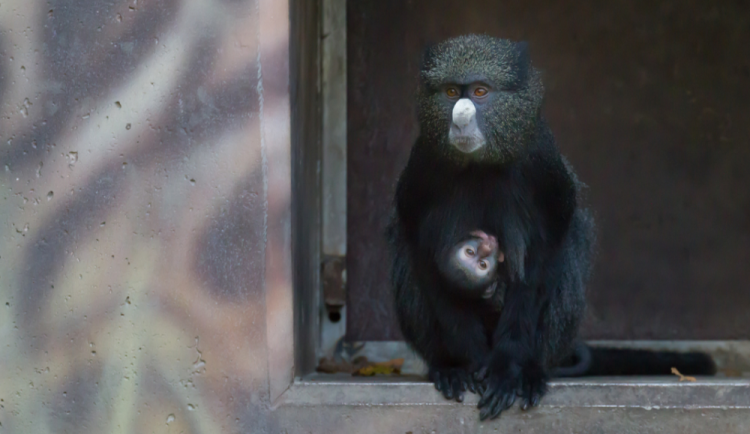 Královédvorský Safari park oslavuje narození mláděte kočkodana. Žádná jiná zoo na světě ho nemnoží