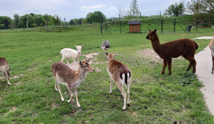 Psi na útěku prokousali plot a pozabíjeli téměř všechna zvířata v hradecké minizoo