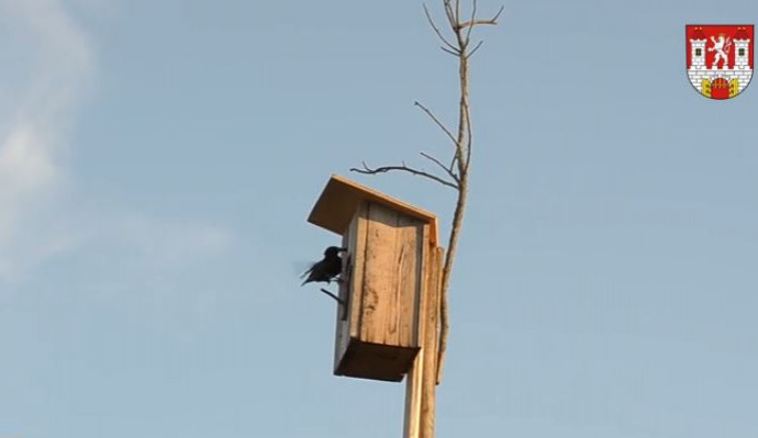 Ve Dvoře Králové podporují hnízdění ptáků, rozmístili tu už 114 budek
