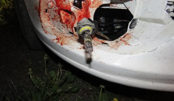 Za 24 hodin 11 srážek se zvěří, podobných nehod v kraji stále přibývá