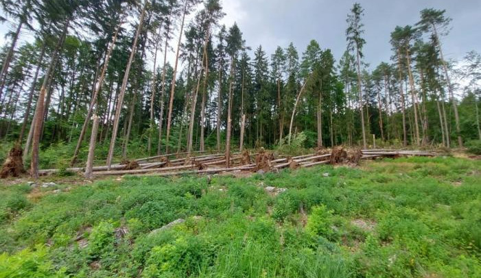 Návštěvníci lesů by měli být obezřetní. Stromy poničené bouří v okolí Dvora Králové mohou stále padat