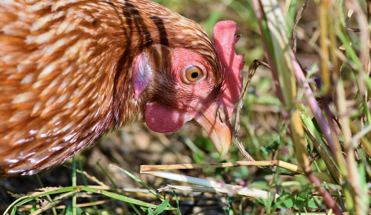 V malochovu na Strakonicku potvrdili veterináři ptačí chřipku. Drůbež byla utracena