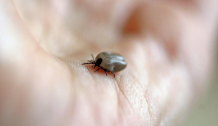 Na jihu Čech je 49 případů klíšťové encefalitidy. Oproti loňsku téměř dvojnásobek