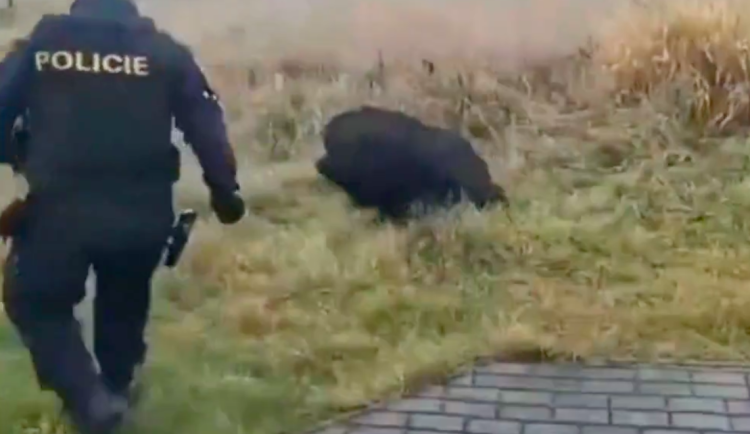 Prase čtyřikrát uteklo obklíčení. Policisté ho nakonec chytili