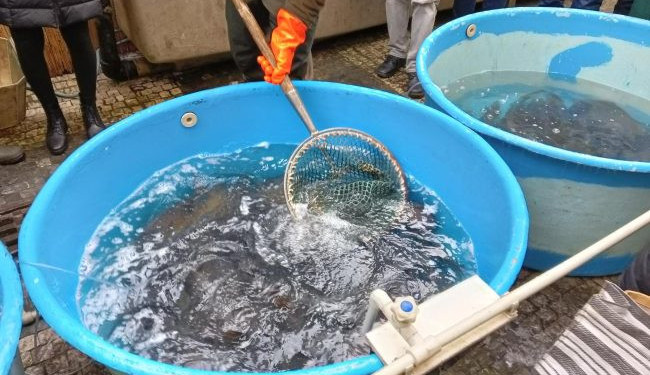 V kraji je nahlášeno necelá stovka prodejních míst s kapry. Veterináři začnou s jejich kontrolou