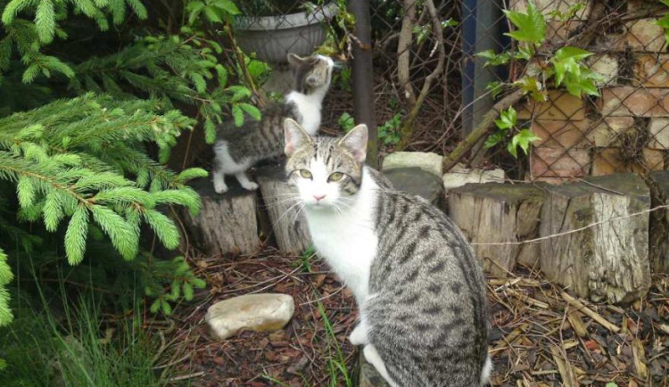 Prostějov zvýšil příspěvky na kastraci koček. Zájem byl v loňském roce rekordní