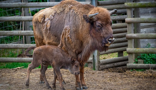 Zoo chtěla pojmenovat zubra. Využili toho podvodníci