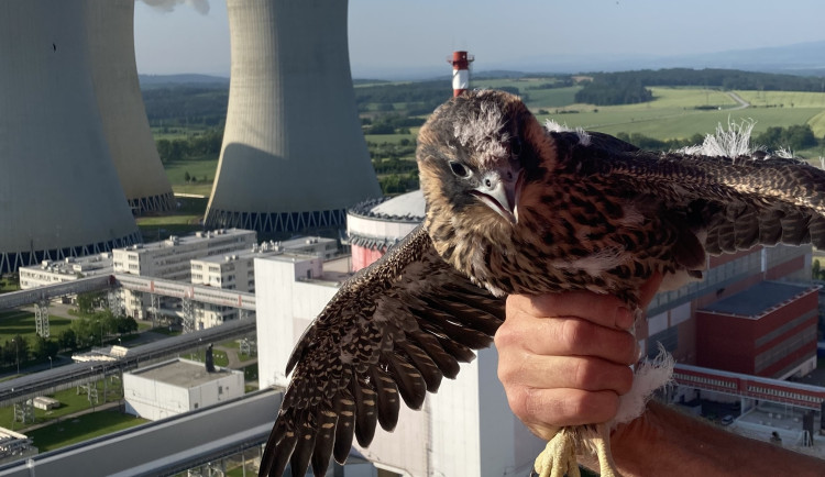 V Temelíně se vylíhlo mládě kriticky ohroženého sokola stěhovavého. Samička má jméno Laura