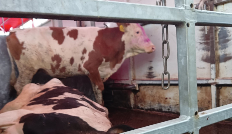 V autě vezli společně živou a poraženou krávu. Přepravci hrozí pokuta až 10 milionů korun