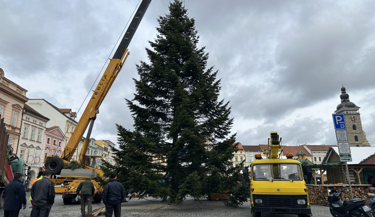 Vánoční strom je na svém místě. Náměstí ozdobila jedle z Kaliště