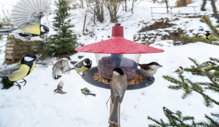 Přikrmování ptáků v zimě má svá pravidla. Zjistěte, kdo k vám létá
