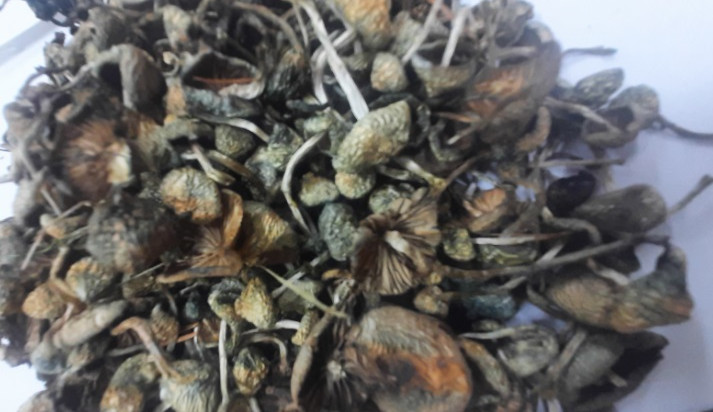 Policisté zabavili muži 594 lysohlávek. Nesl si je v zavařovací sklenici