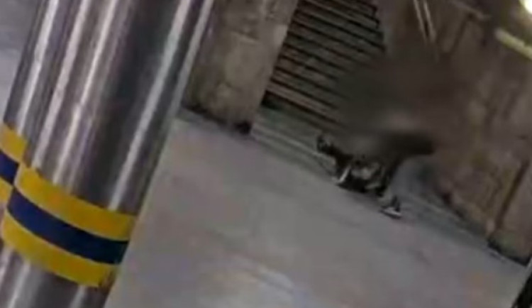 VIDEO: Mladík v Brně brutálně napadl ženu. Mlátil s ní o zem a vláčel ji z místa na místo