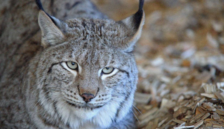 size4-15698462358873-2-71230360-10156495381241039-571755478191702016-o