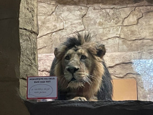 Do ostravské zoo dnes přijel z polského Krakova nový lev indický