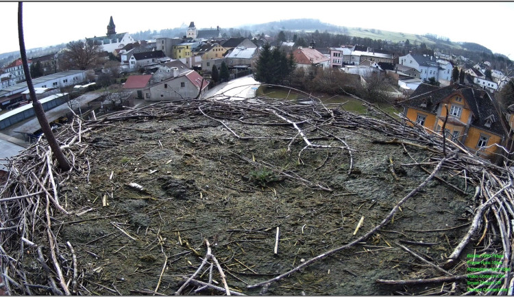 Ve Frýdlantu vyhlíží čápy. Do hnízda jim nainstalovali kameru pro online přenos