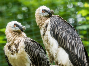 Pár orlosupů odchovává v Zoo Ostrava třetí mládě, poprvé bez pomoci chovatelů