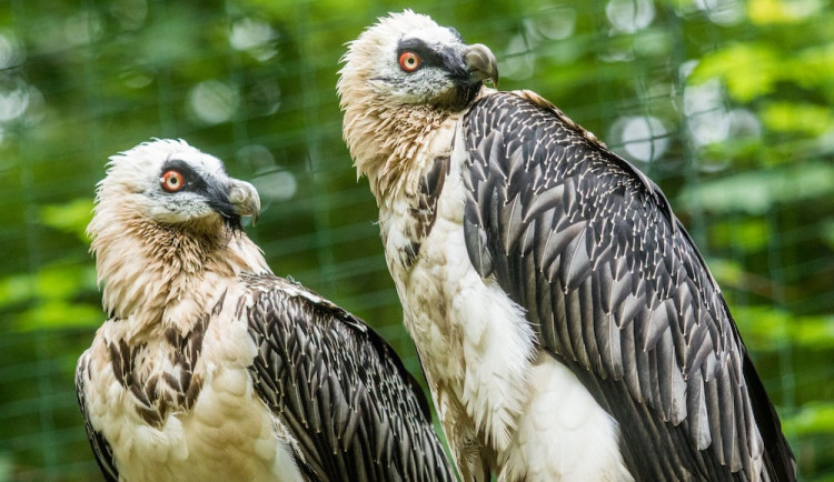 Pár orlosupů odchovává v Zoo Ostrava třetí mládě, poprvé bez pomoci
