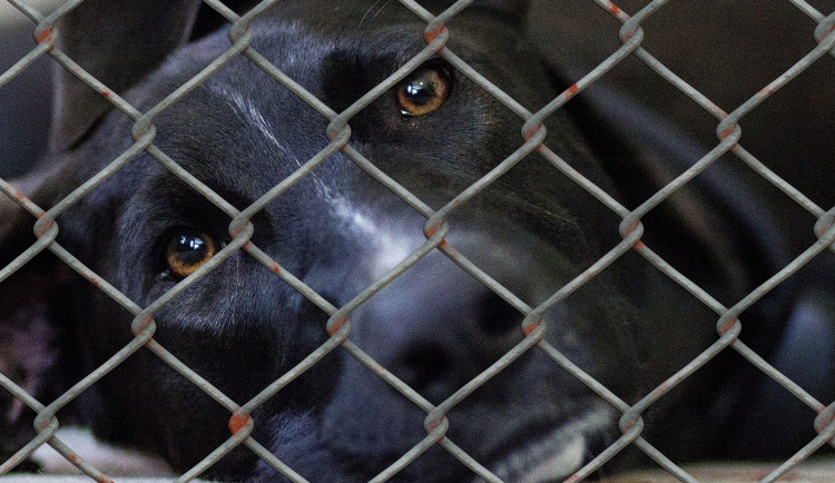 Svázaná ovce, psí i kočičí množírny. Vloni veterináři zabavili přes sto zvířat
