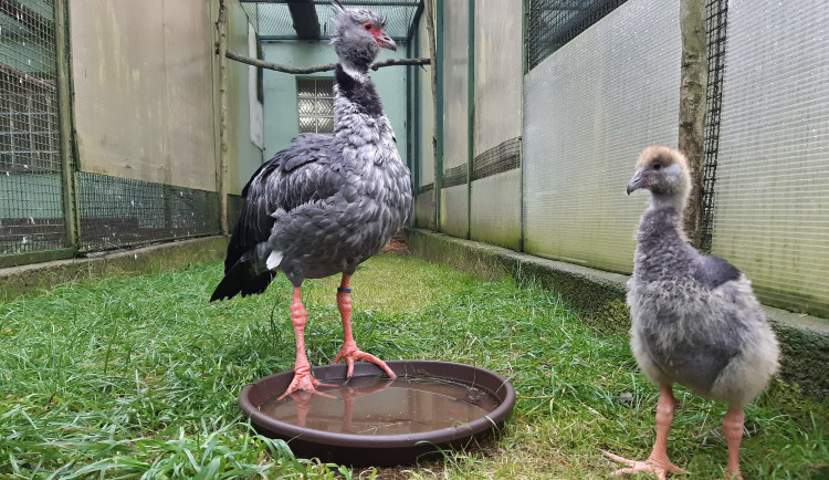 Olomoucká zoo navázala na loňský úspěch. Odchovala dvě nová mláďata křiklounů