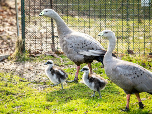 Zoo Ostrava poprvé za 35 let odchovává australské husy kuří