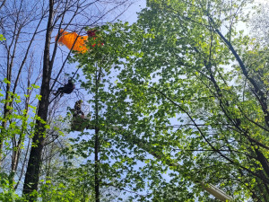 Hasiči sundávali paraglidistu ze stromu. Událost zaměstnala dvě jednotky hasičů