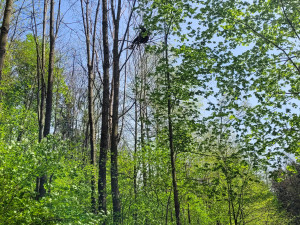 Hasiči sundávali paraglidistu ze stromu. Událost zaměstnala dvě jednotky hasičů