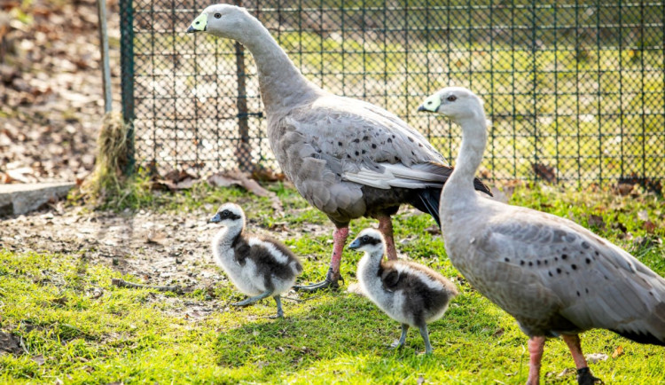 Zoo Ostrava poprvé za 35 let odchovává australské husy kuří