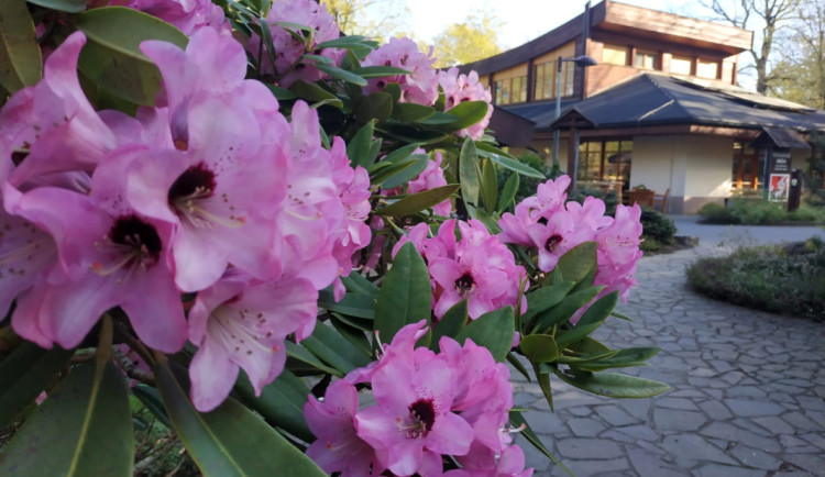 V Zoo Ostrava začíná o měsíc dříve rozkvétat největší kolekce rododendronů.
