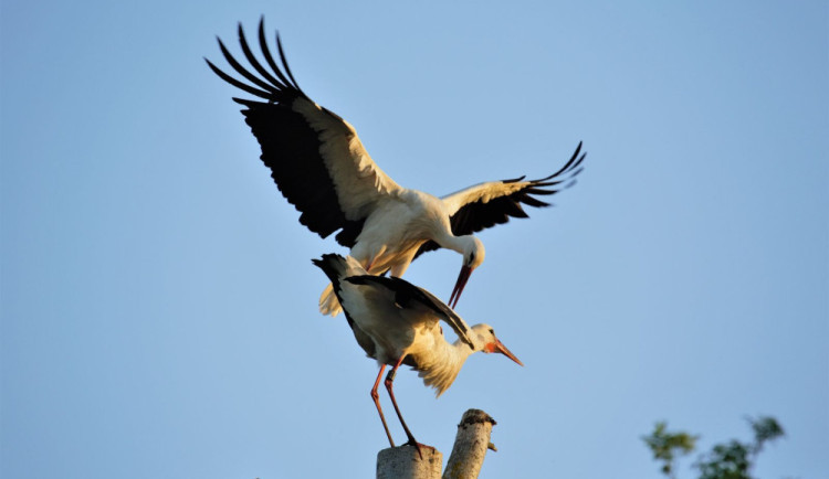 Zapojte se do sledování a sčítání čápů na jejich hnízdech napříč Českem.