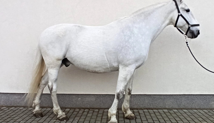 Strážníci nabízejí k odprodeji svého koně. Může být i váš.