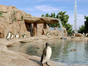 Ostrava chce tučňáky. Chystá pro ně luxusní bydlení