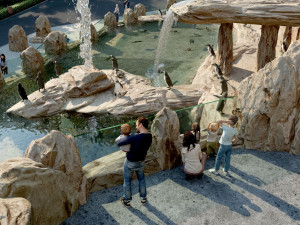 Ostrava chce tučňáky. Chystá pro ně luxusní bydlení