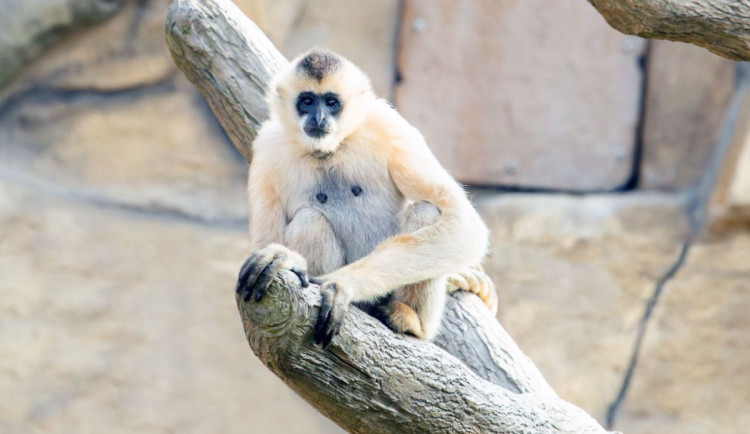 Zoo Ostrava ve speciálním programu představí přírodu Vietnamu.