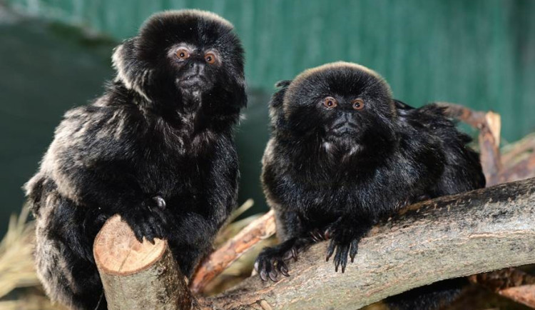 Přibude v olomoucké zoo další mládě? Postarat se o něj může nový pár kalamik