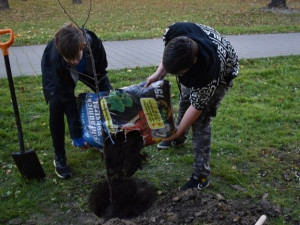 Některé stromy v Moravské Ostravě a Přívozu odumírají, a musí pryč. Město za ně vysadí náhradu