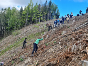 Stovky dobrovolníků vysadily pod vrcholem Velkého Javorníku přes tři a půl tisíce stromů