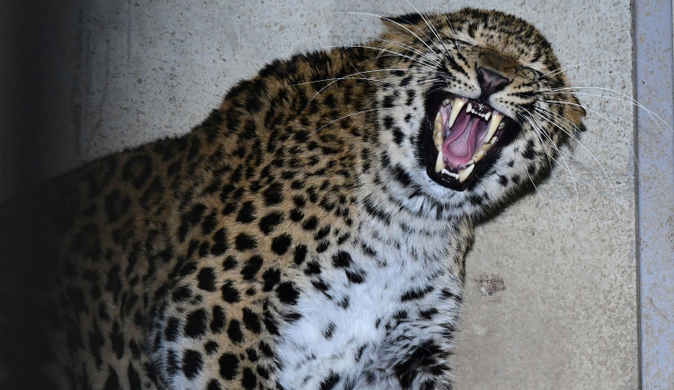 Olomoucká zoo chová nový druh levharta. Ale jen dočasně