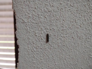 Inspekce uzavřela část obchodu v Odrách. Sklad byl plný odpadků a hmyzu