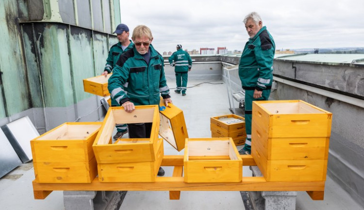 Na ochozu vyhlídkové věže Nové radnice v Ostravě najdou zázemí včely.