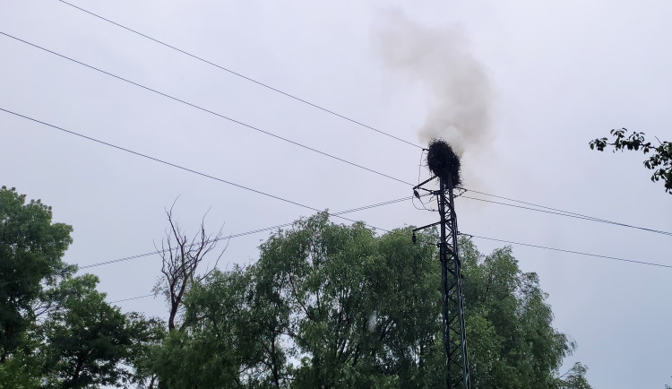 Požár čapího hnízda v Albrechtičkách na Novojičínsku nepřežila čtyři mláďata
