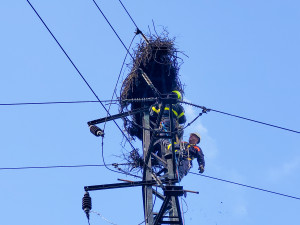 Požár čapího hnízda v Albrechtičkách na Novojičínsku nepřežila čtyři mláďata