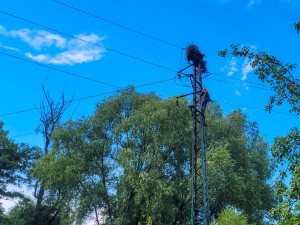 Požár čapího hnízda v Albrechtičkách na Novojičínsku nepřežila čtyři mláďata