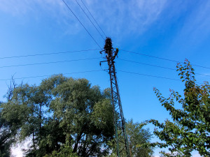 Požár čapího hnízda v Albrechtičkách na Novojičínsku nepřežila čtyři mláďata