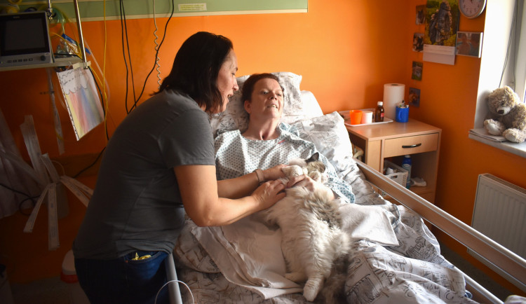 Krnovská nemocnice využívá terapii pomocí koček
